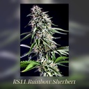 Kannabia Rainbow Sherbet Nr11 Fem. 3St. – Ansicht 3