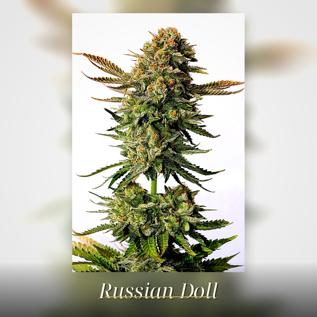 Kannabia Russian Doll Fem. 3St. – Ansicht 3