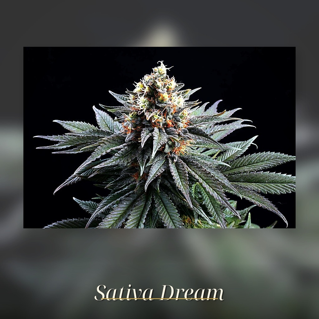 Kannabia Sativa Dream Fem. 3St. – Ansicht 3