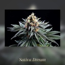 Kannabia Sativa Dream Fem. 3St. – Ansicht 3