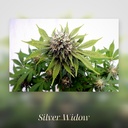 Kannabia Silver Widow Fem. 3St. – Ansicht 3