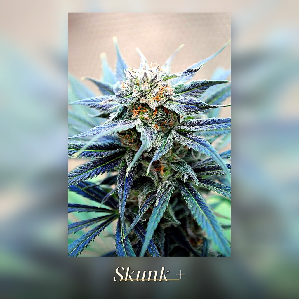 Kannabia Skunk Plus Fem. 3St. – Ansicht 2