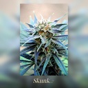 Kannabia Skunk Plus Fem. 3St. – Ansicht 2