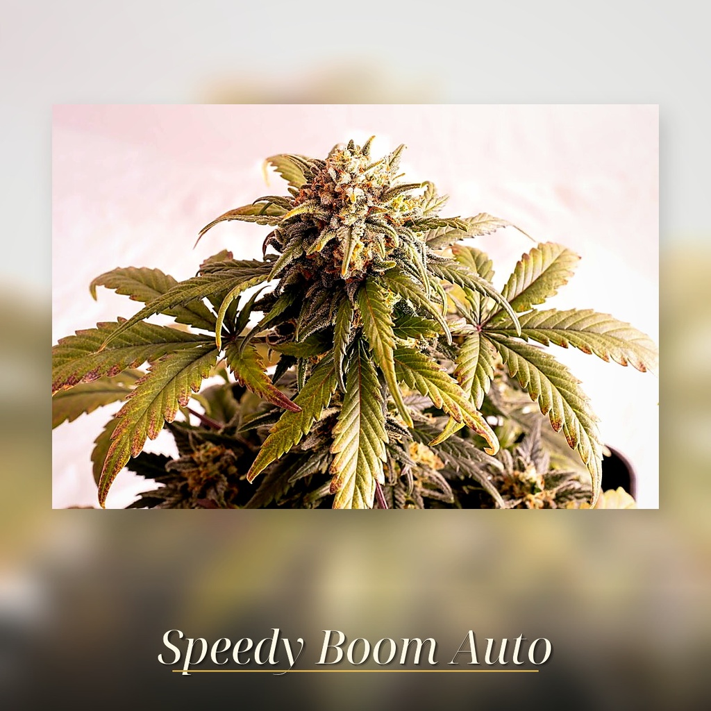 Kannabia Speedy Boom Auto Fem. 3St. – Ansicht 3