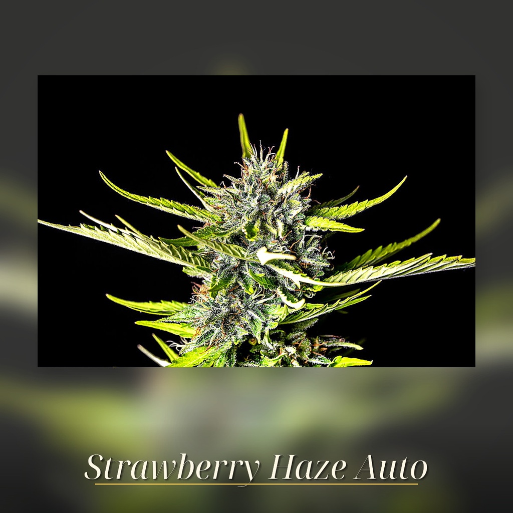 Kannabia Strawberry Haze Auto Fem. 3St. – Ansicht 3