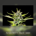 Kannabia Strawberry Haze Auto Fem. 3St. – Ansicht 3