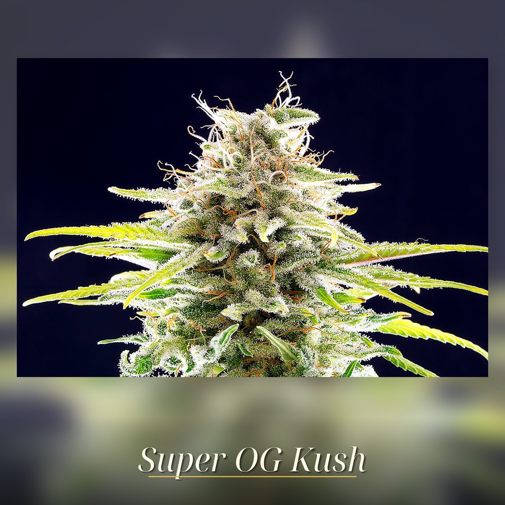 Kannabia Super OG Kush Fem. 3St. – Ansicht 2