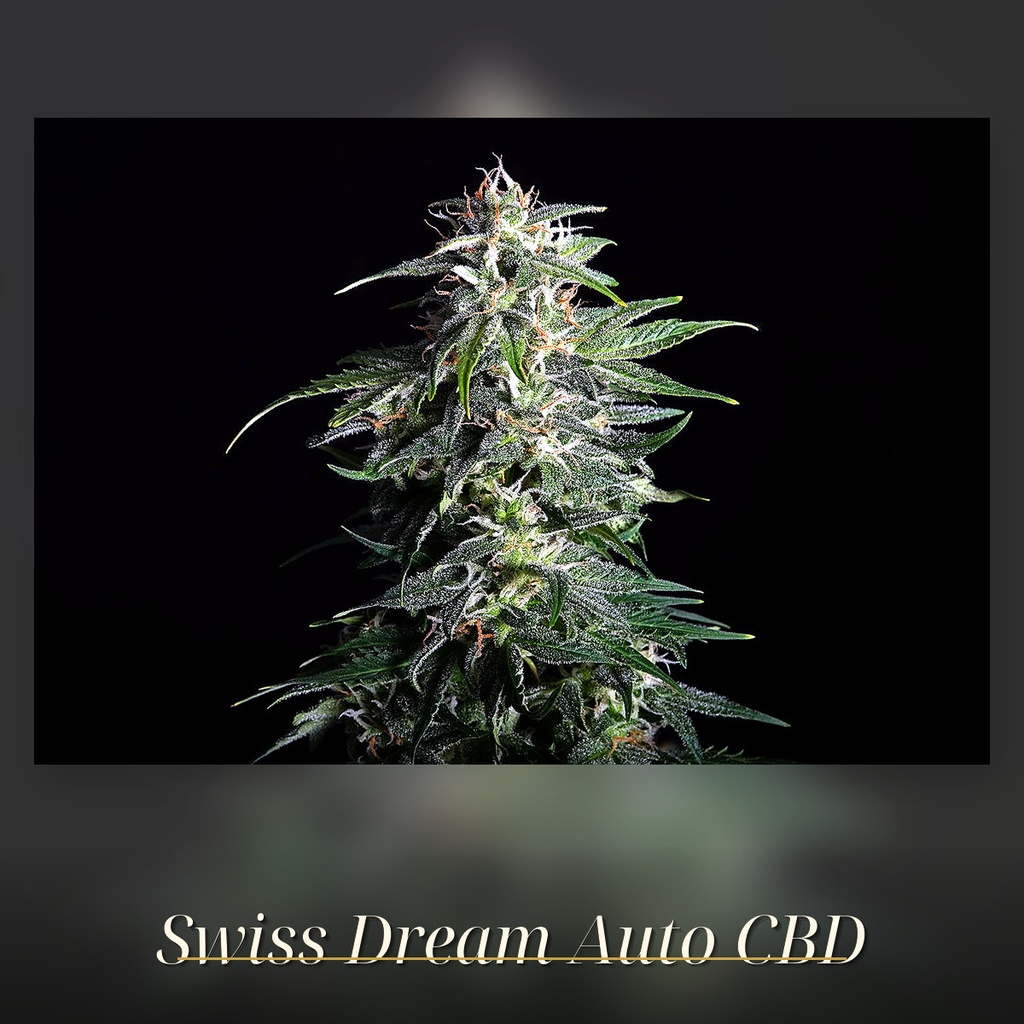 Kannabia Swiss Dream Auto CBD Fem. 3St. – Ansicht 2