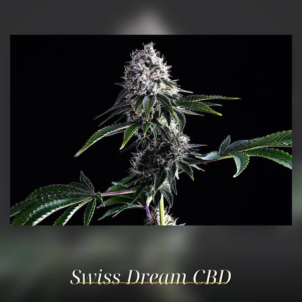 Kannabia Swiss Dream CBD Fem. 3St. – Ansicht 2