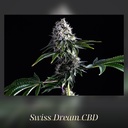Kannabia Swiss Dream CBD Fem. 3St. – Ansicht 2