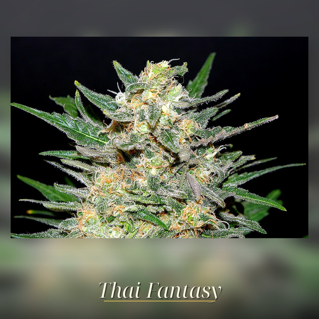 Kannabia Thai Fantasy Fem. 3St. – Ansicht 2