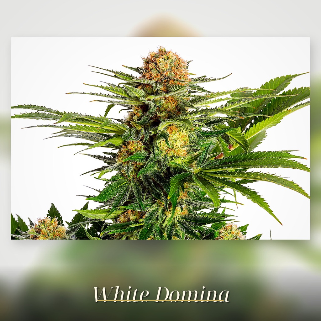Kannabia White Domina Fem. 3St. – Ansicht 2