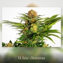 Kannabia White Domina Fem. 3St. – Ansicht 2