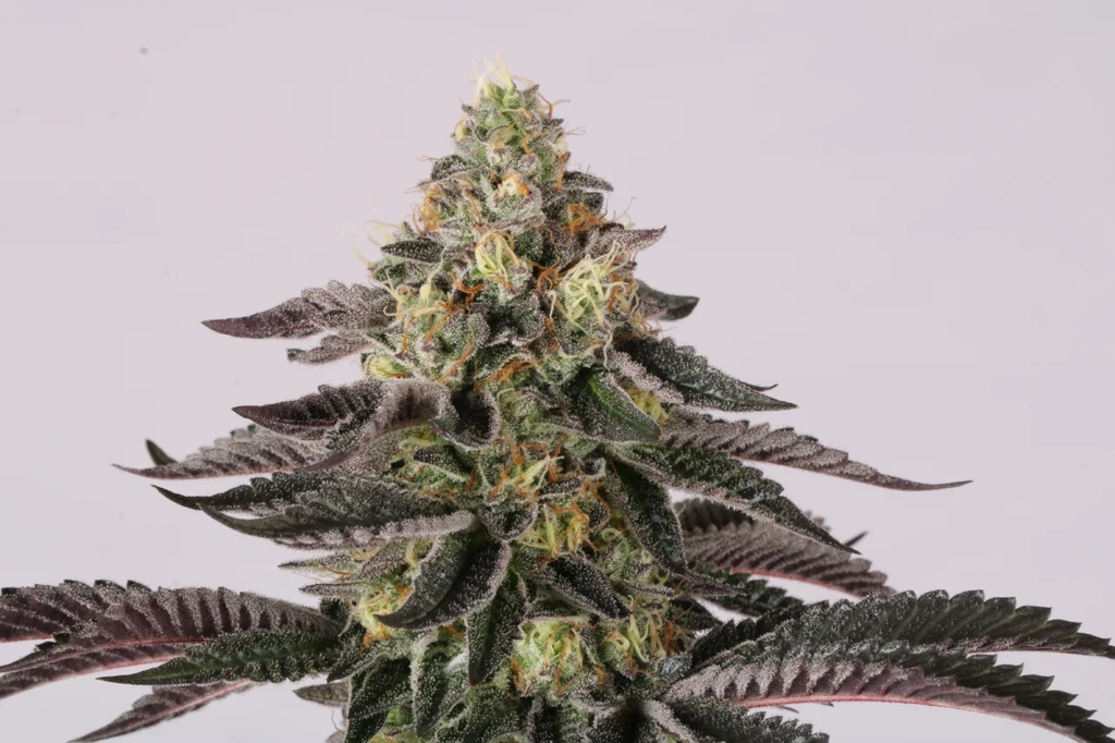 Paradise Seeds Sunset Paradise Fem 3St. – Ansicht 4