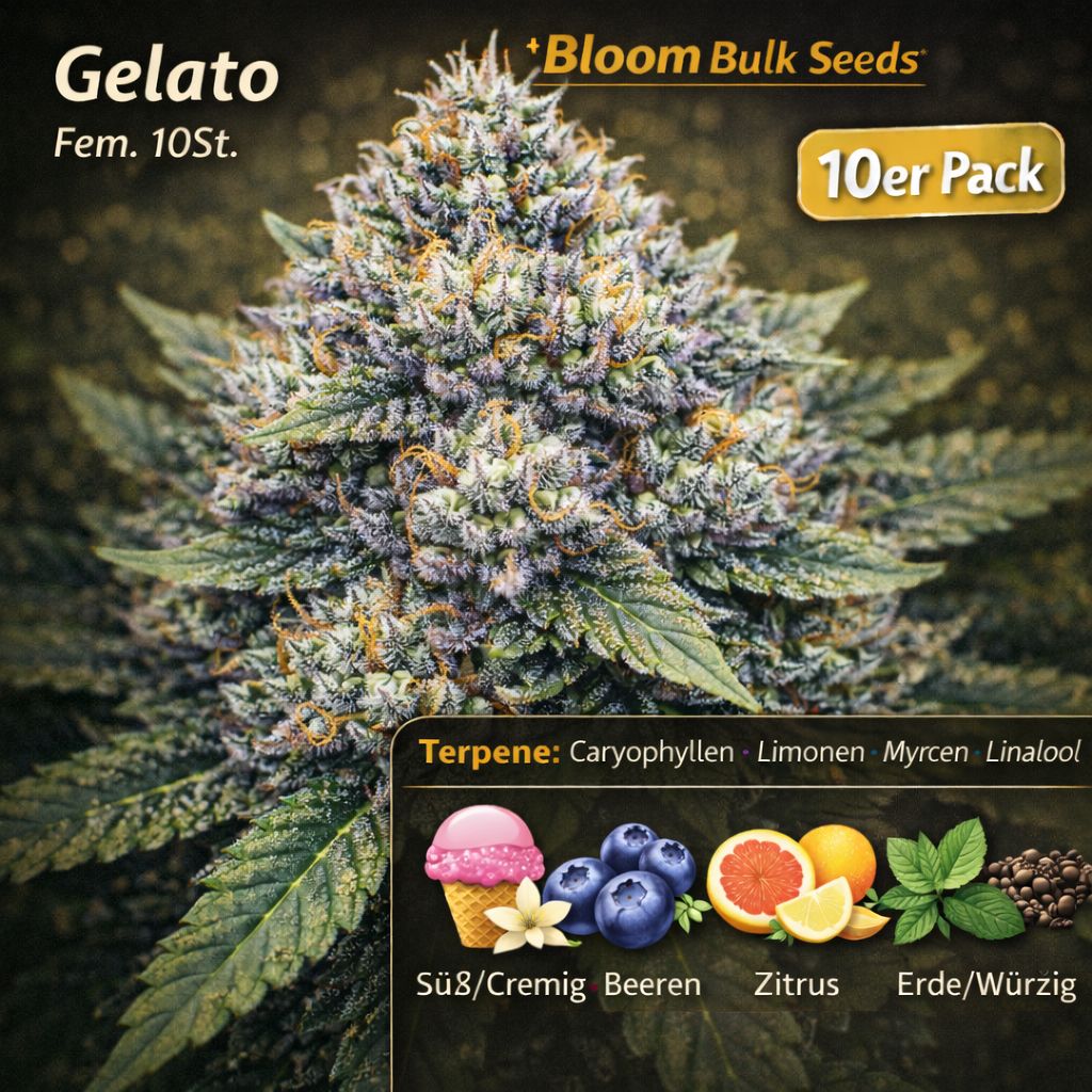 Bloom Bulk Seeds Gelato Fem – Ansicht 3