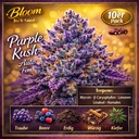 Bloom Bulk Seeds Purple Kush Auto Fem 10St. – Ansicht 2