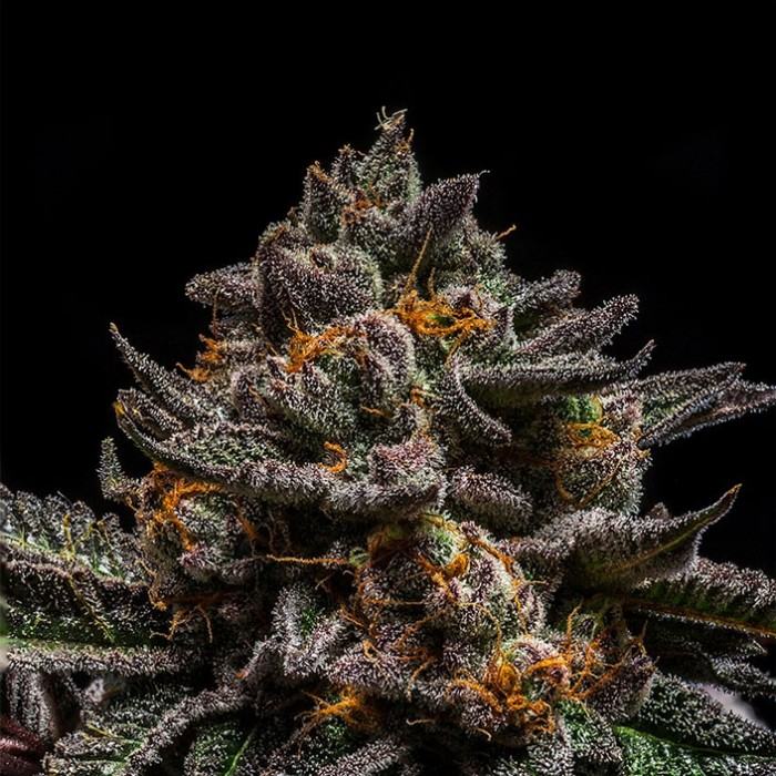 Ripper Seeds Brain Cake Fem 3St. – Ansicht 3