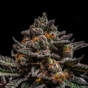 Ripper Seeds Brain Cake Fem 3St. – Ansicht 3
