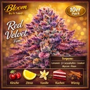 Bloom Bulk Seeds Red Velvet Fem – Ansicht 3