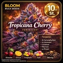 Bloom Bulk Seeds Tropicana Cherry Fem 10St. – Ansicht 3