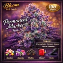 Bloom Bulk Seeds Permanent Marker Fem – Ansicht 3