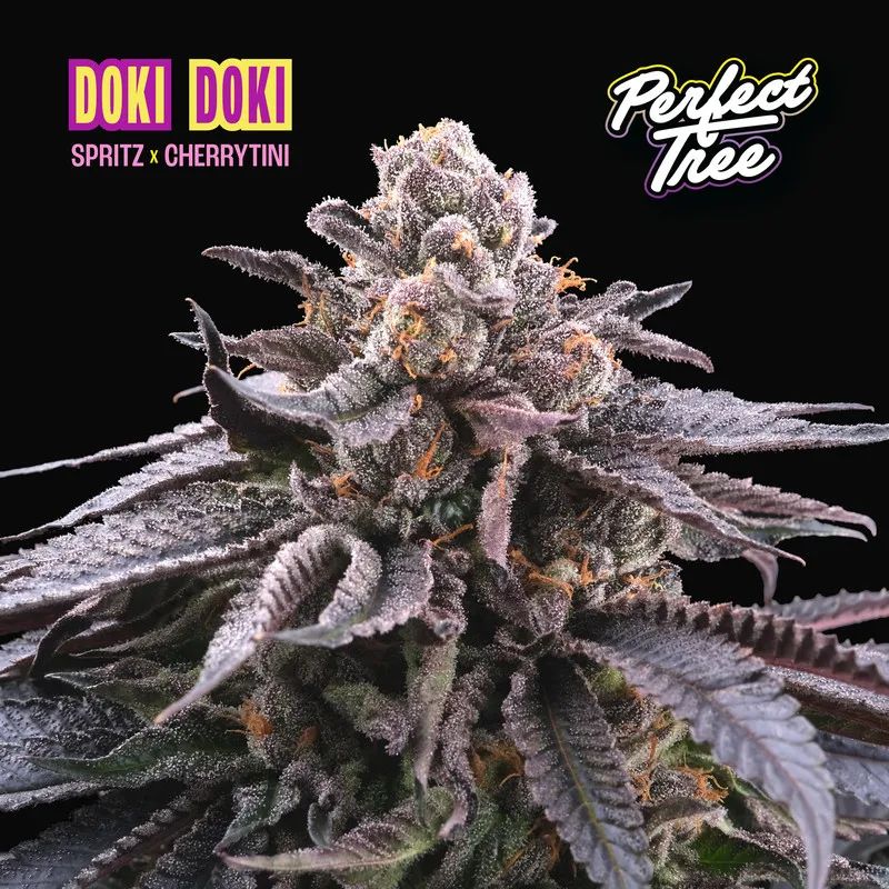 Perfect Tree DOKI DOKI Fem 6St. – Ansicht 3