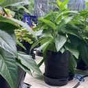 AutoPot FlexiPot System 3 Töpfe inkl. 47 l Wasserfass – Ansicht 2