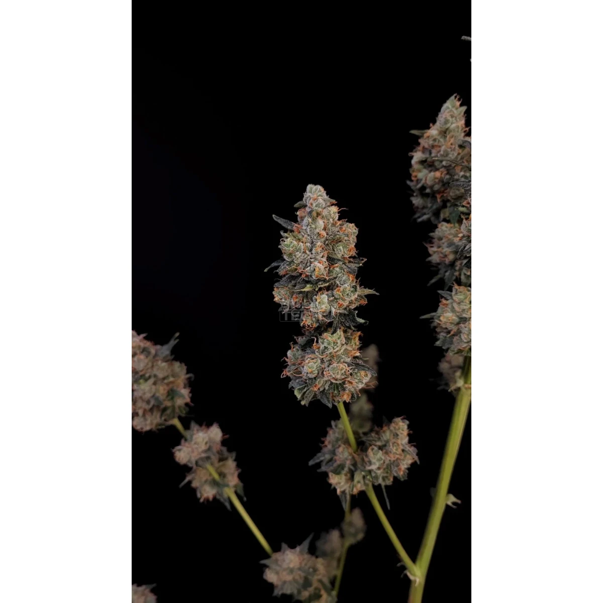17304-bild-02