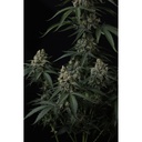 17541-bild-03