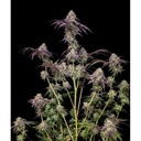 17544-bild-02