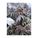 17547-bild-02