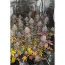17550-bild-02