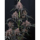 17552-bild-02
