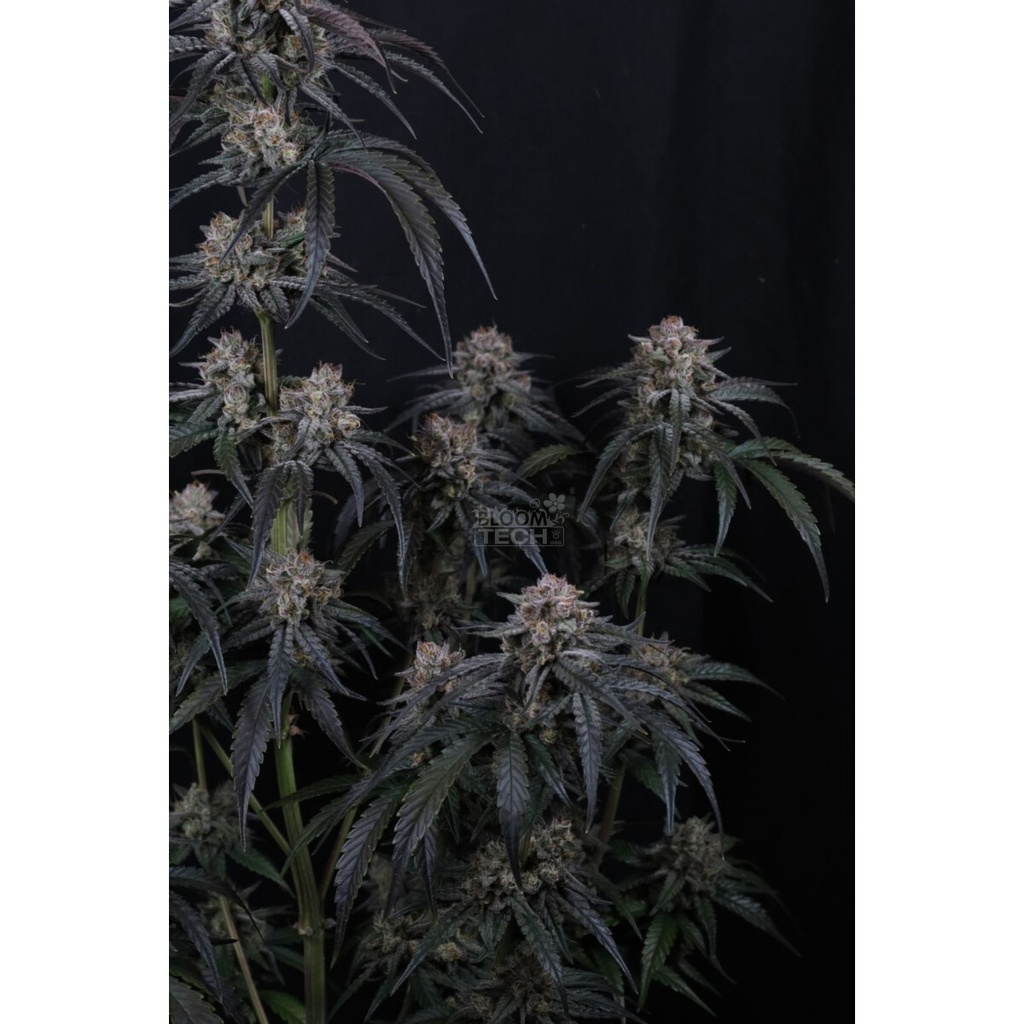 17553-bild-02