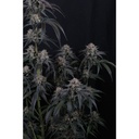 17553-bild-02