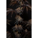 17559-bild-04