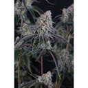 17560-bild-02