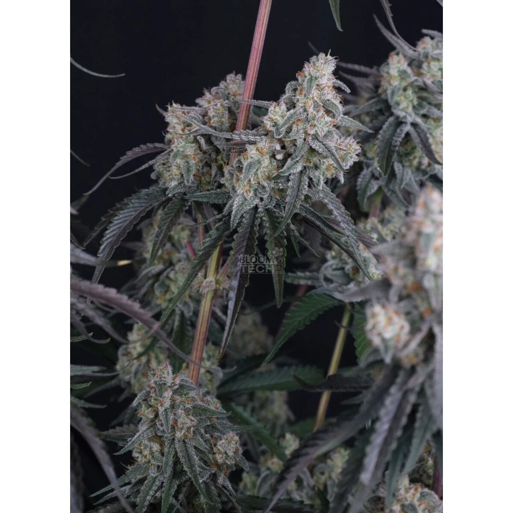 17560-bild-04
