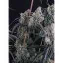 17560-bild-04