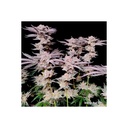 17585-bild-04