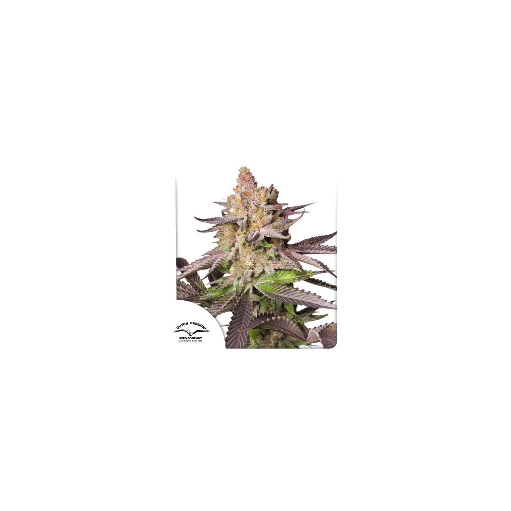 17590-bild-02