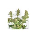 17591-bild-03