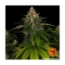 16982-bild-04