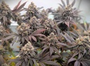 Fast Buds Biscotti Gelato Fem 3St. – Ansicht 4