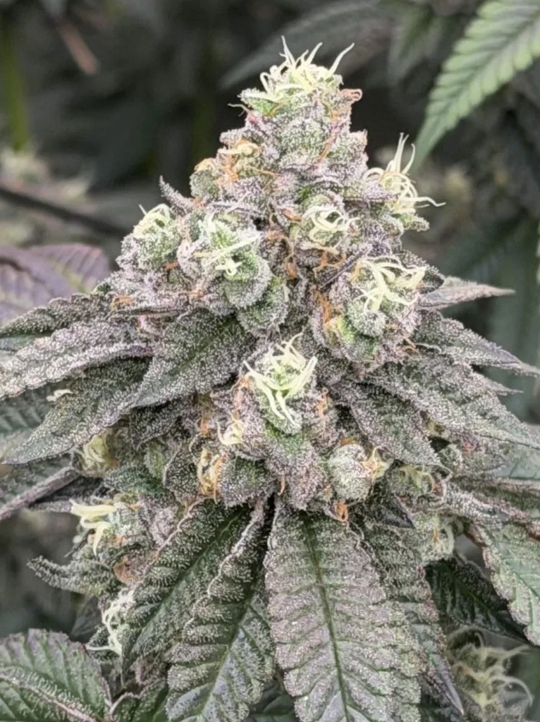 Fast Buds Garlic Mint Sherbet Fem 3St. – Ansicht 3