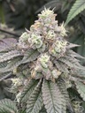 Fast Buds Garlic Mint Sherbet Fem 3St. – Ansicht 3