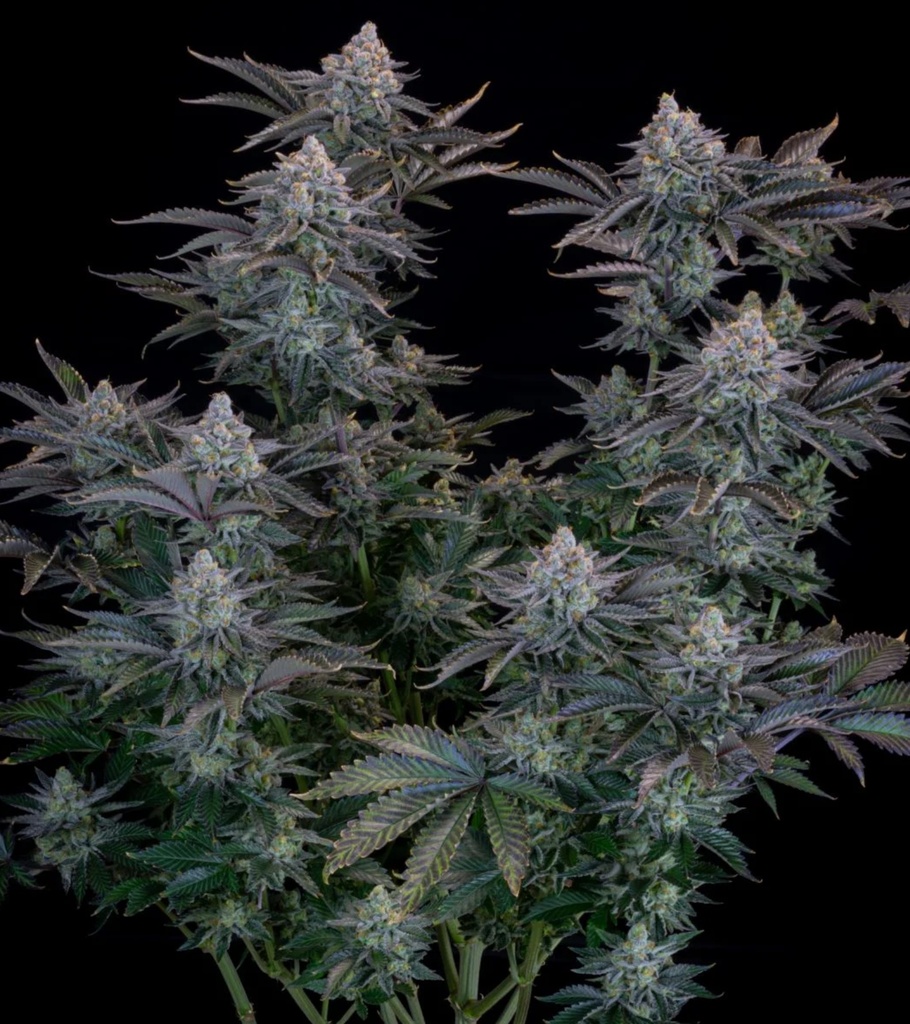 Fast Buds Gorilla Cookies FF Fem 3St. – Ansicht 4
