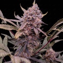 Fast Buds Guava Auto RF3 Fem 3St. – Ansicht 4