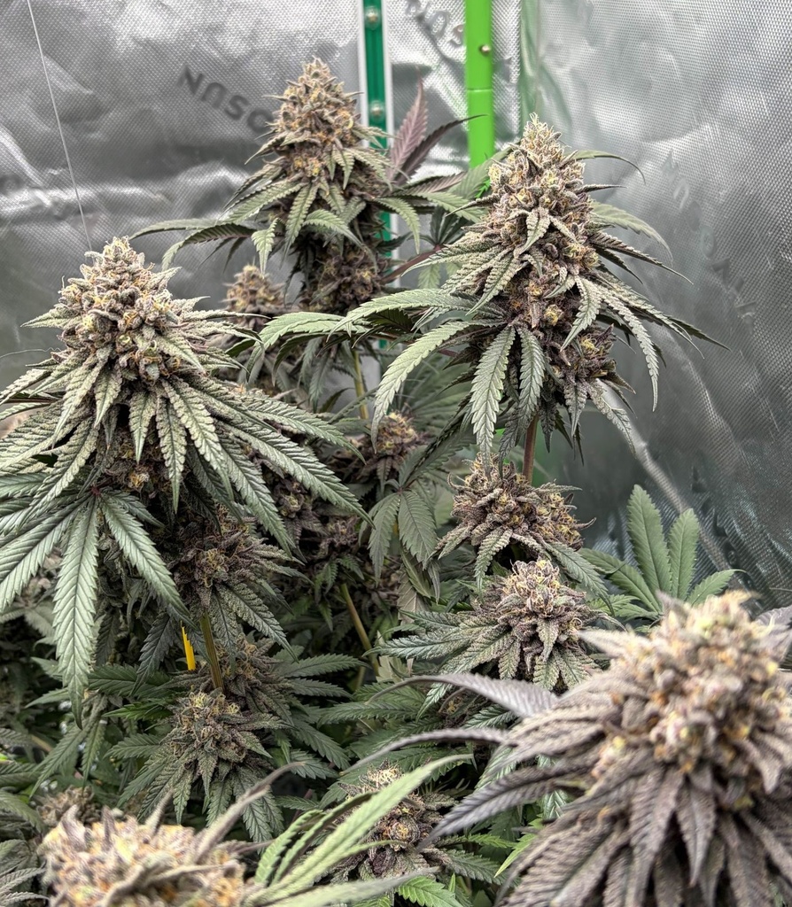 Fast Buds Lemon Cherry Runtz Fem 3St. – Ansicht 4