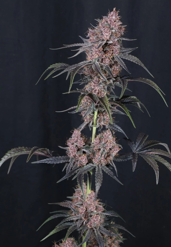 Fast Buds Mango Cherry Runtz Auto Fem 3St. – Ansicht 3